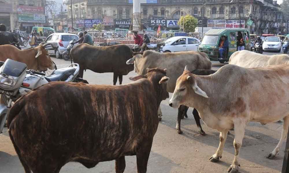 Unproductive cattle abandoned in scores