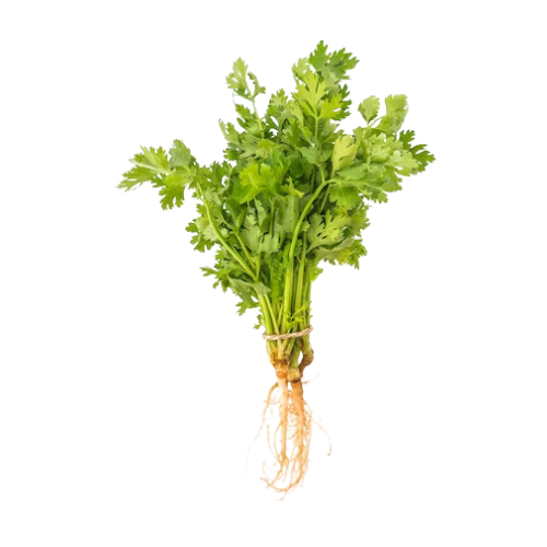Coriander bunch (Kothimbir)