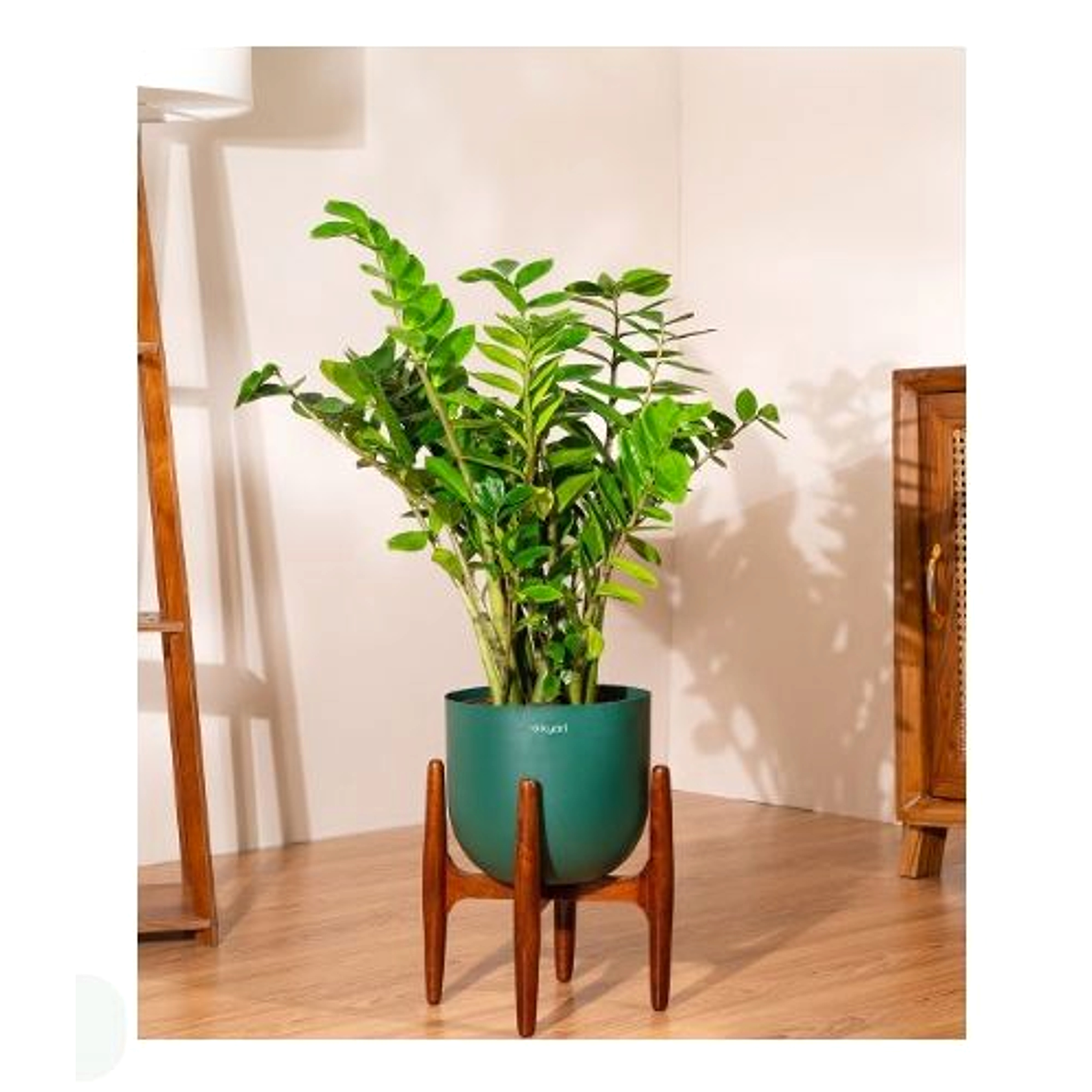Zamia Green - ZZ Plant