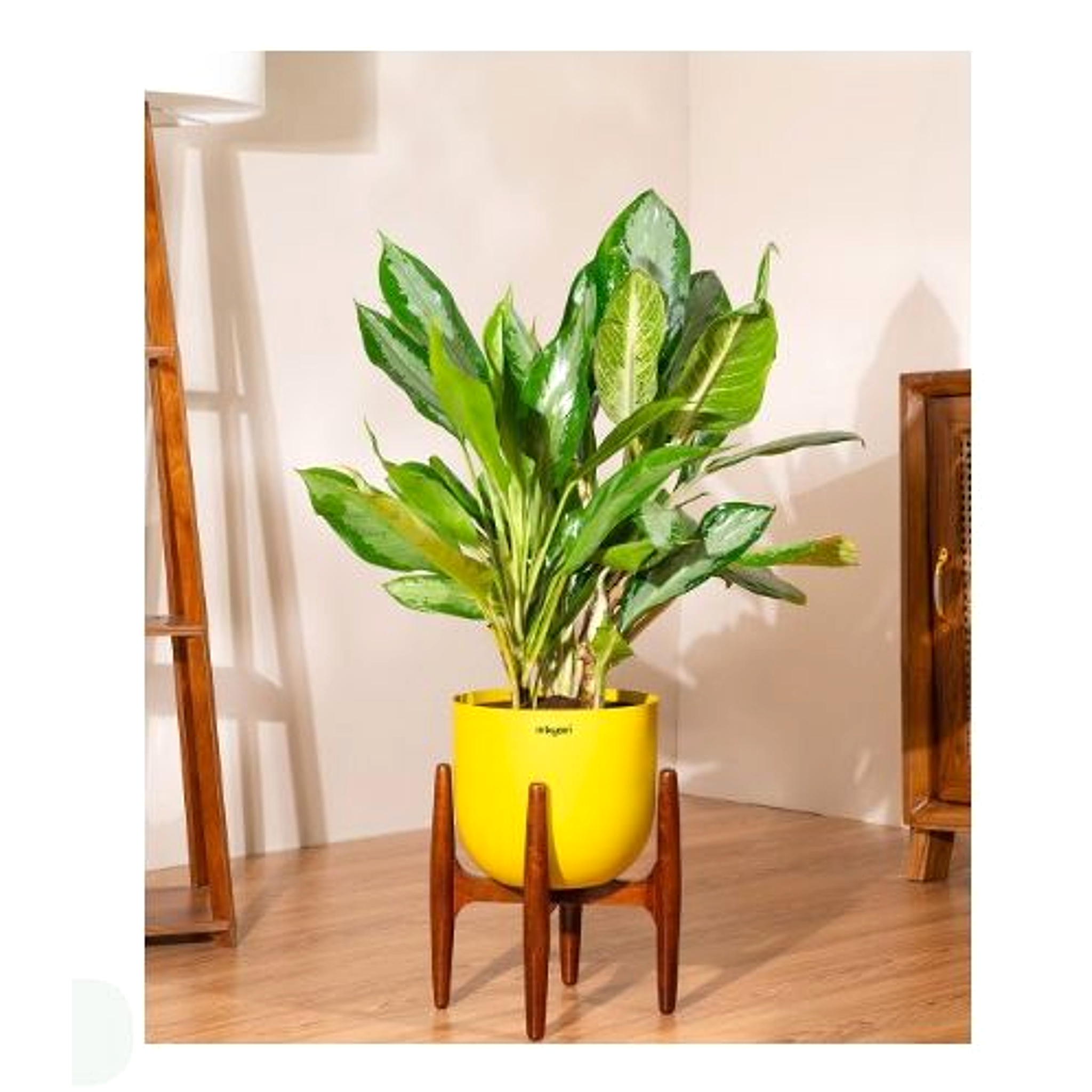 Aglaonema Ice Plant
