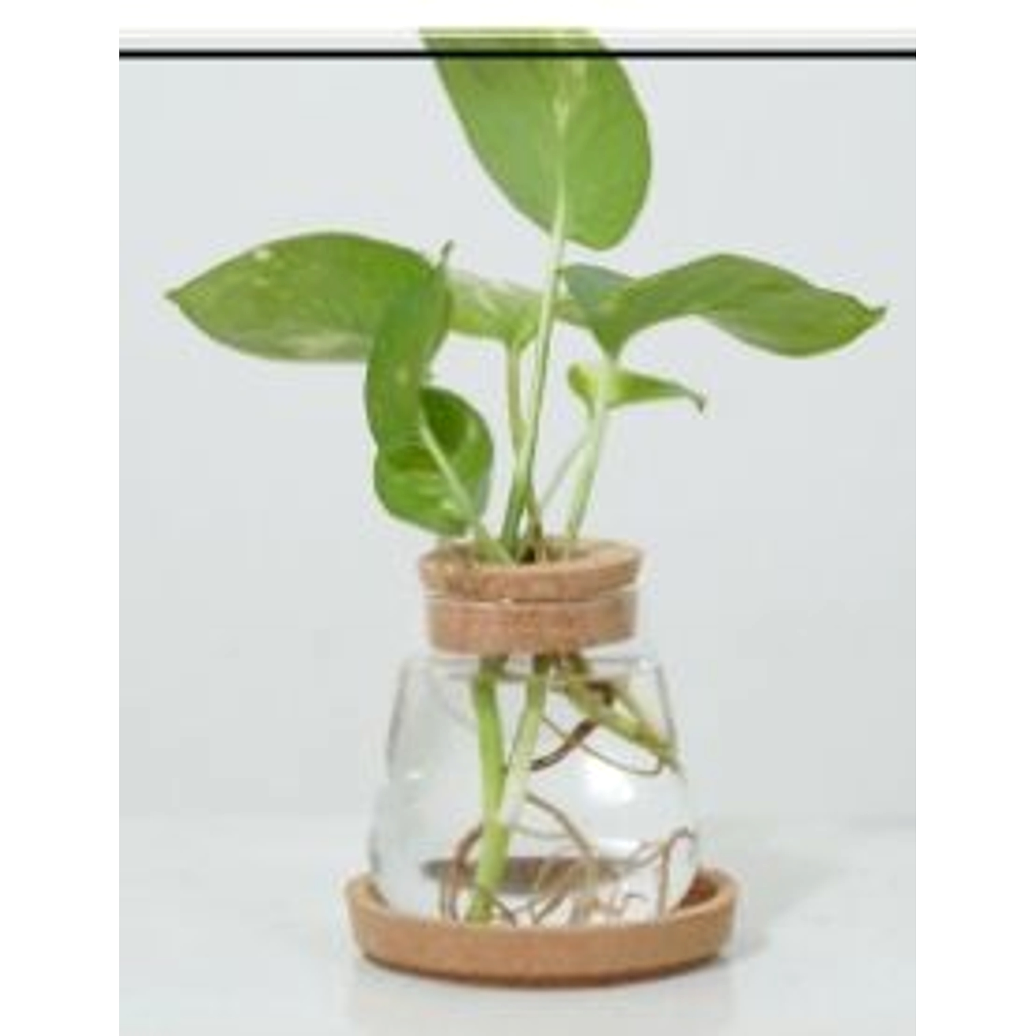 Cork Conical Flask Planter