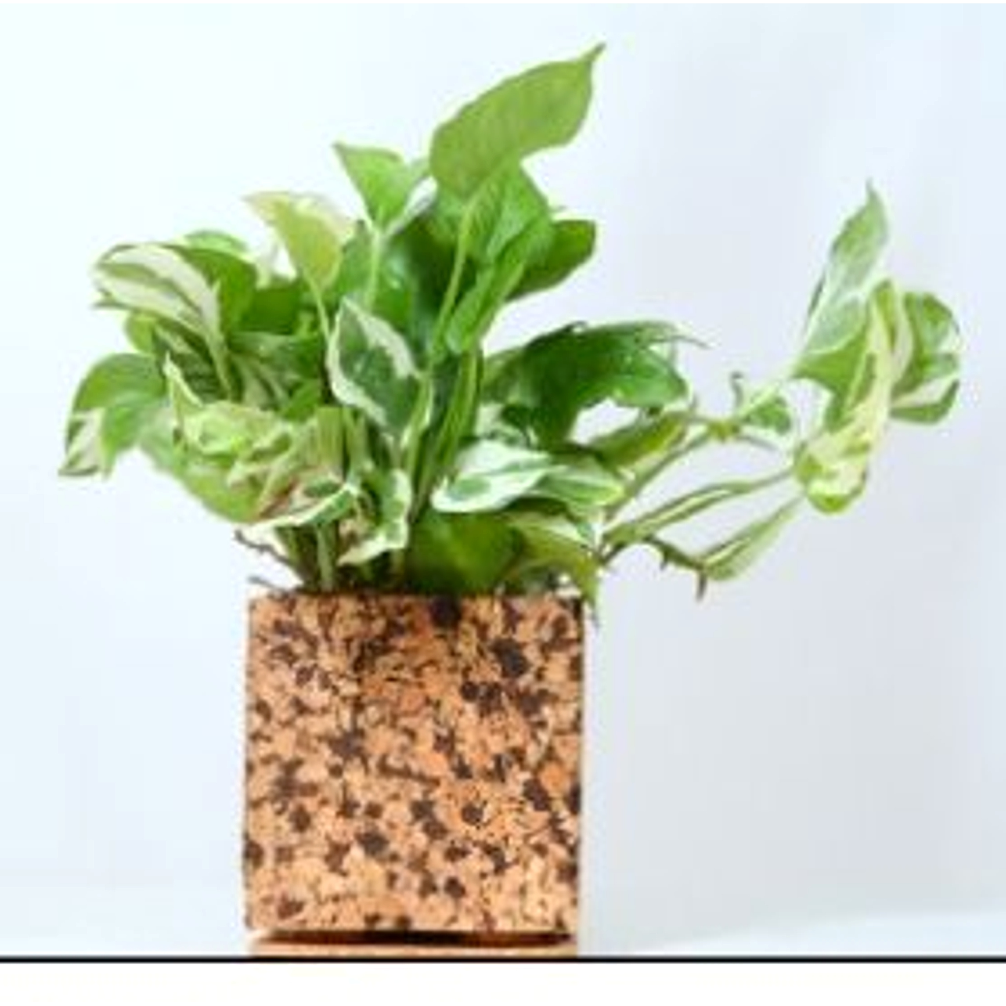 Chocochip Planter