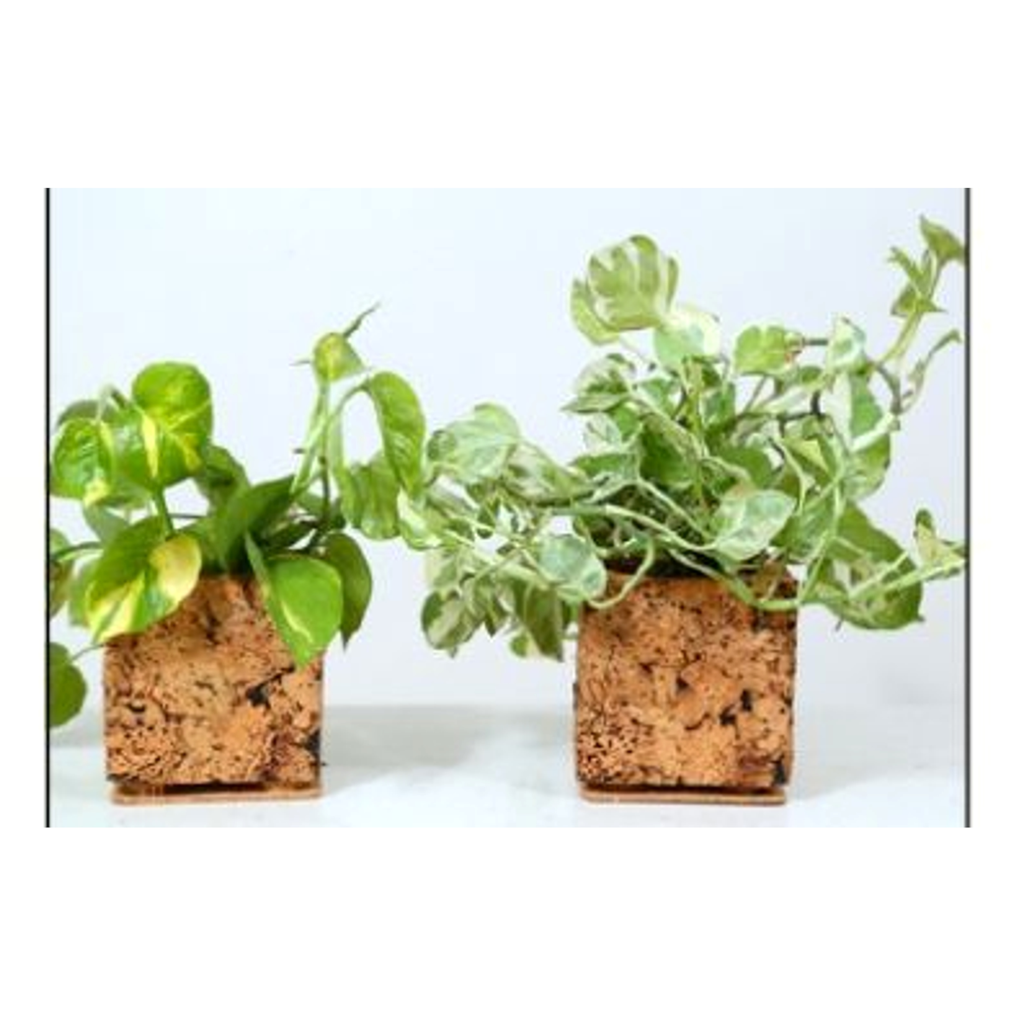 Abstract Planter