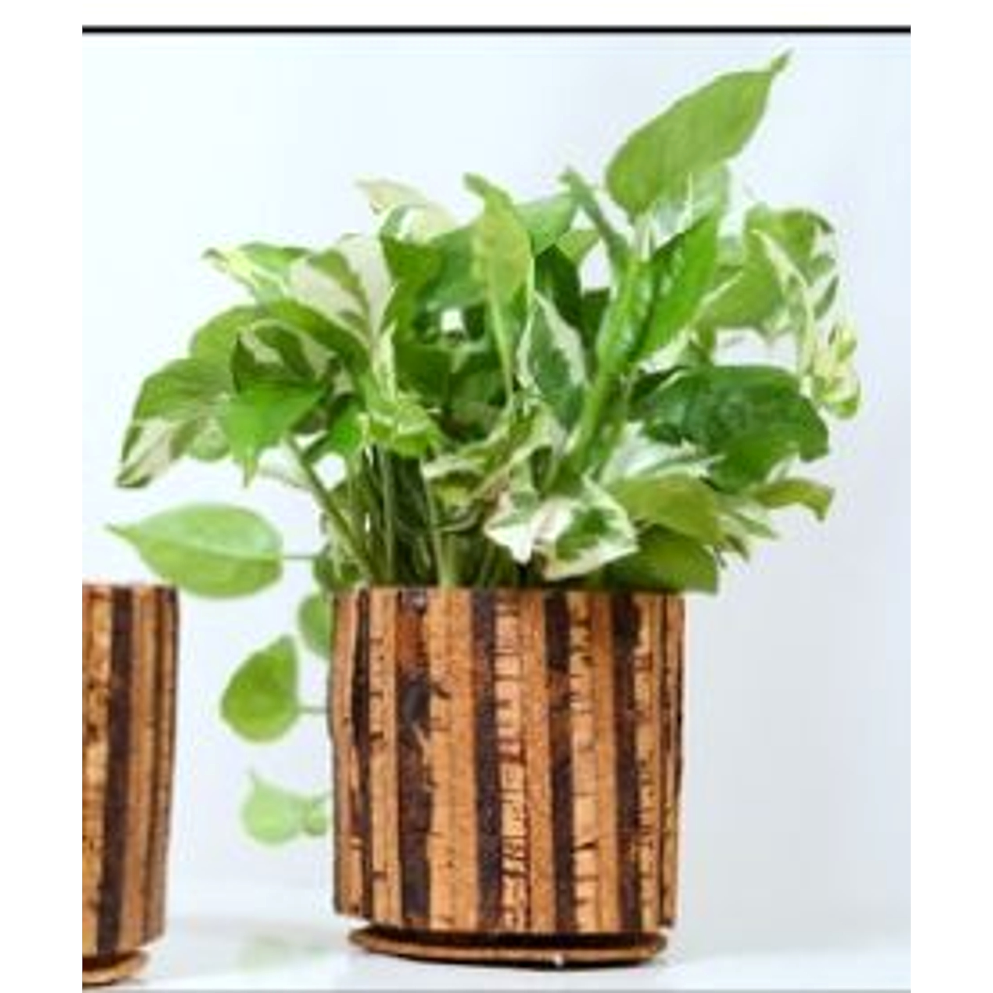 Striped Planter