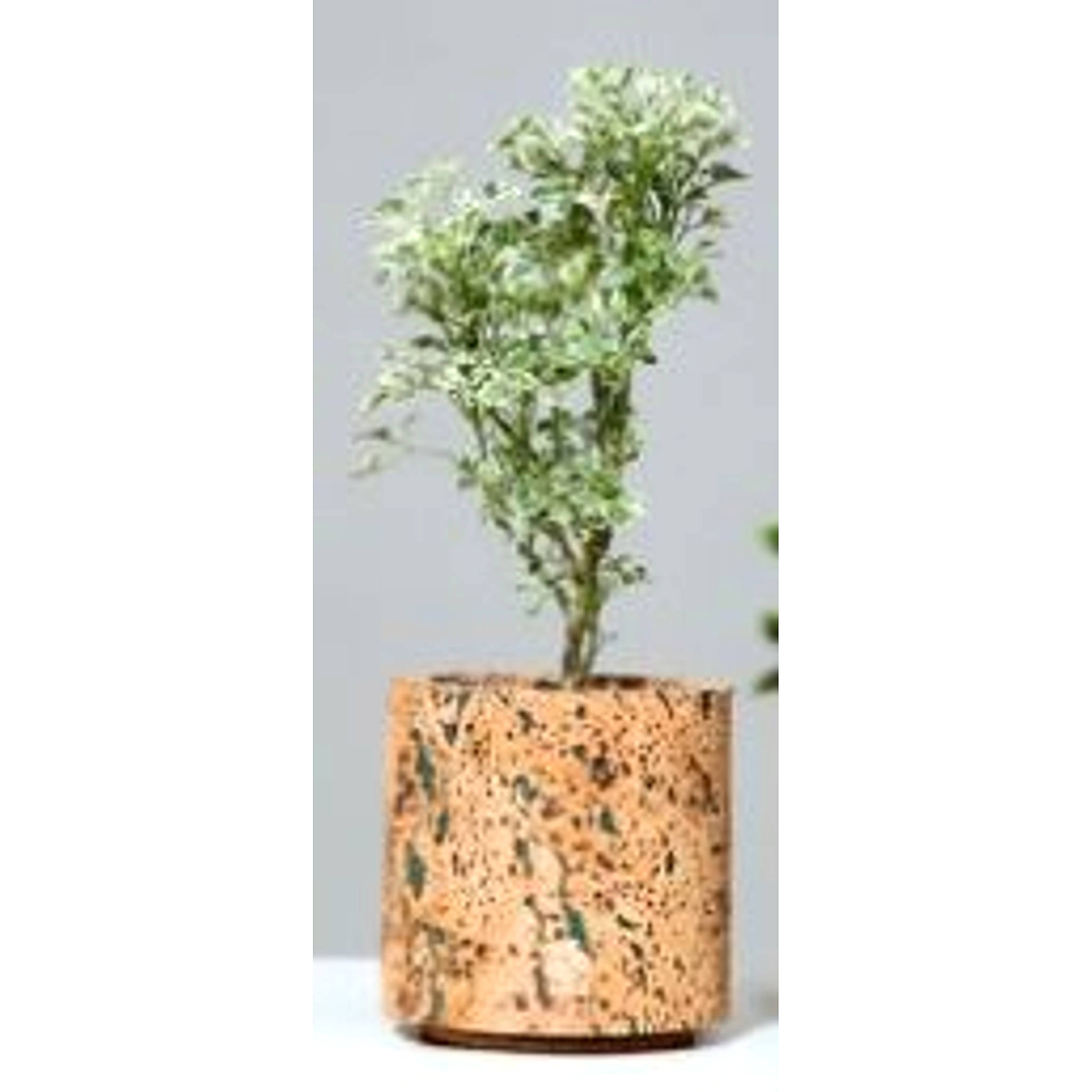 Aqua Planter
