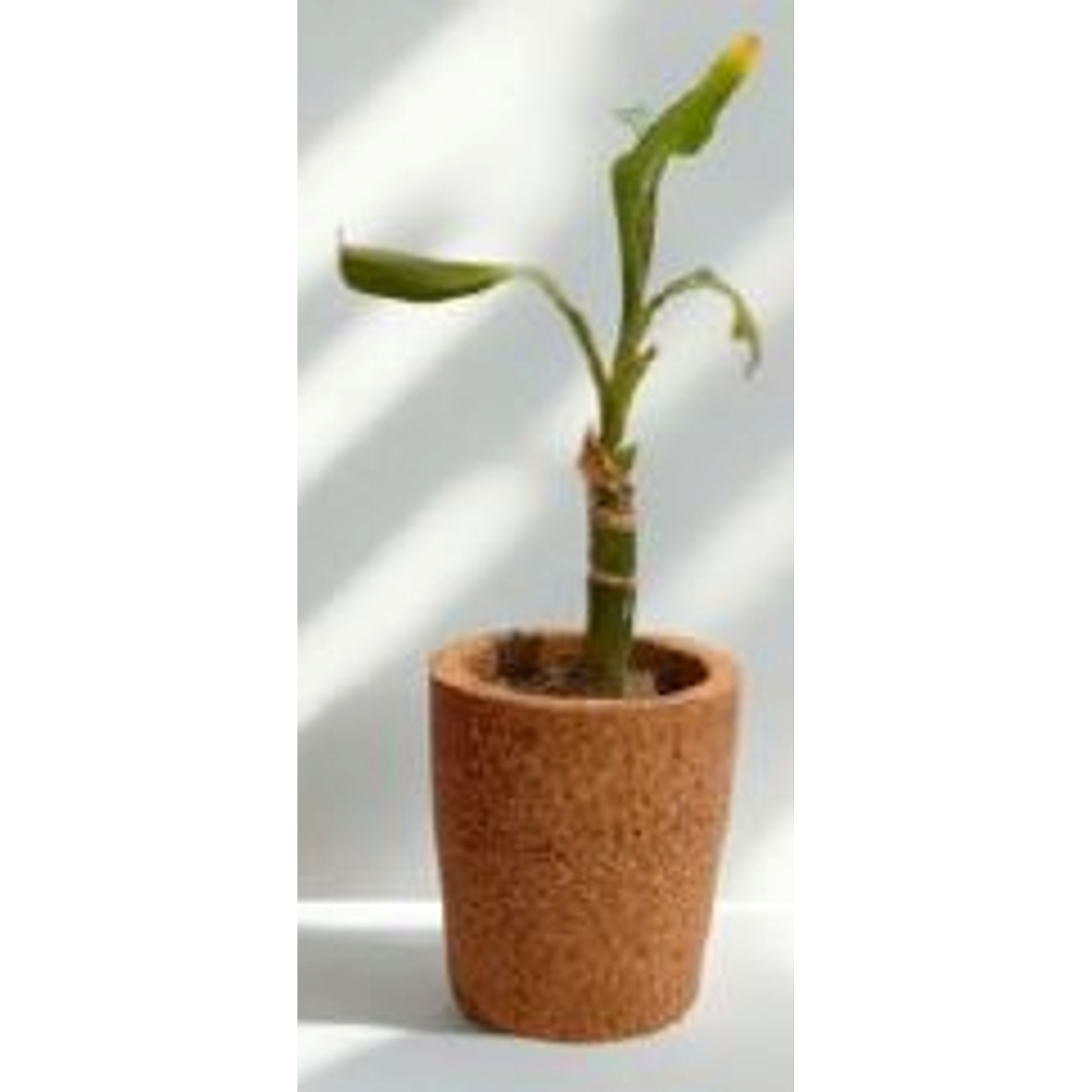 Mini Molded Planter