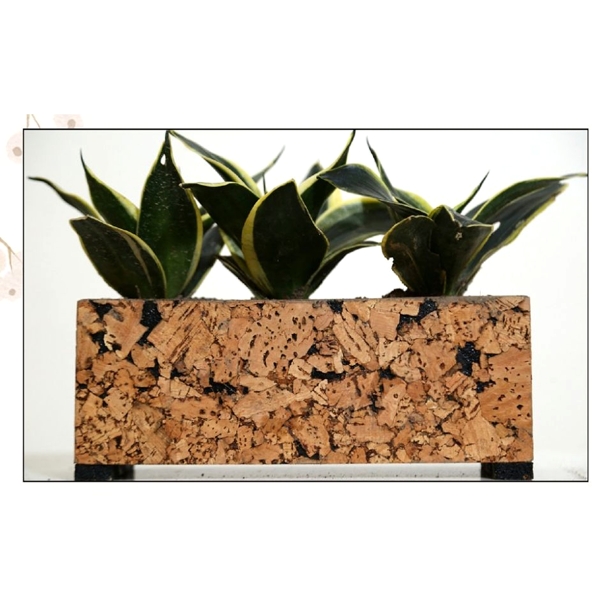 Triplanter