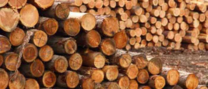 Illegal Logging Laws: Extension to 'soft-start' compliance period